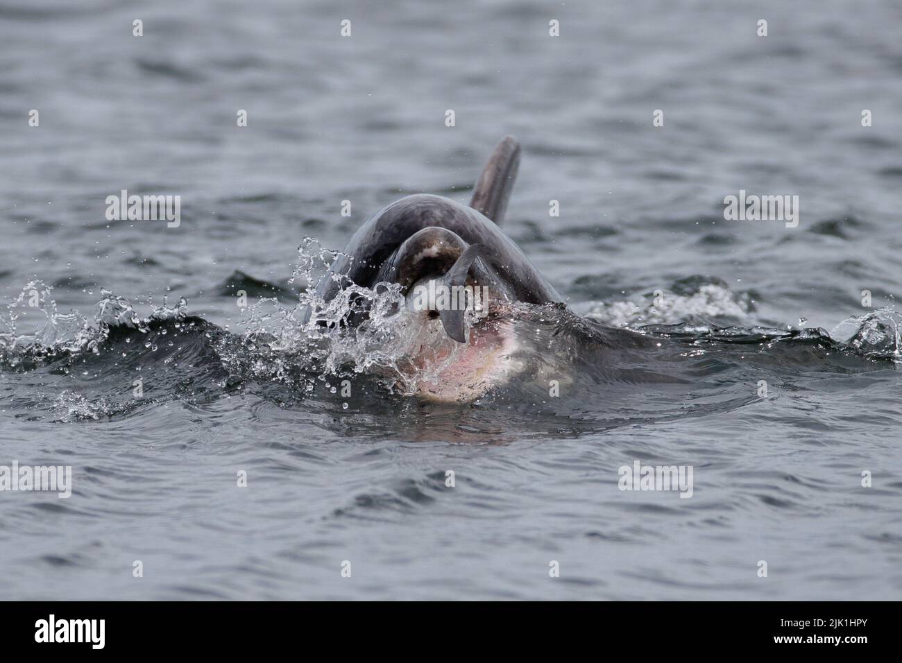 Bottlenose dolphin. Moray Firth. Scotland. 2022. Stock Photo