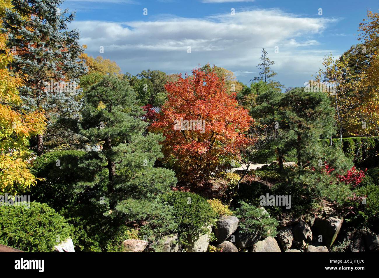 Birch, Evergreen and Maple trees with fall foliage at Anderson Japanese