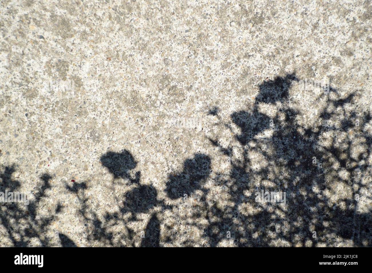 Flower shadows on a concrete background Stock Photo