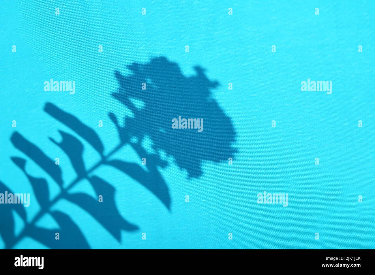 Leaf and flower shadows on a blue fabric background Stock Photo
