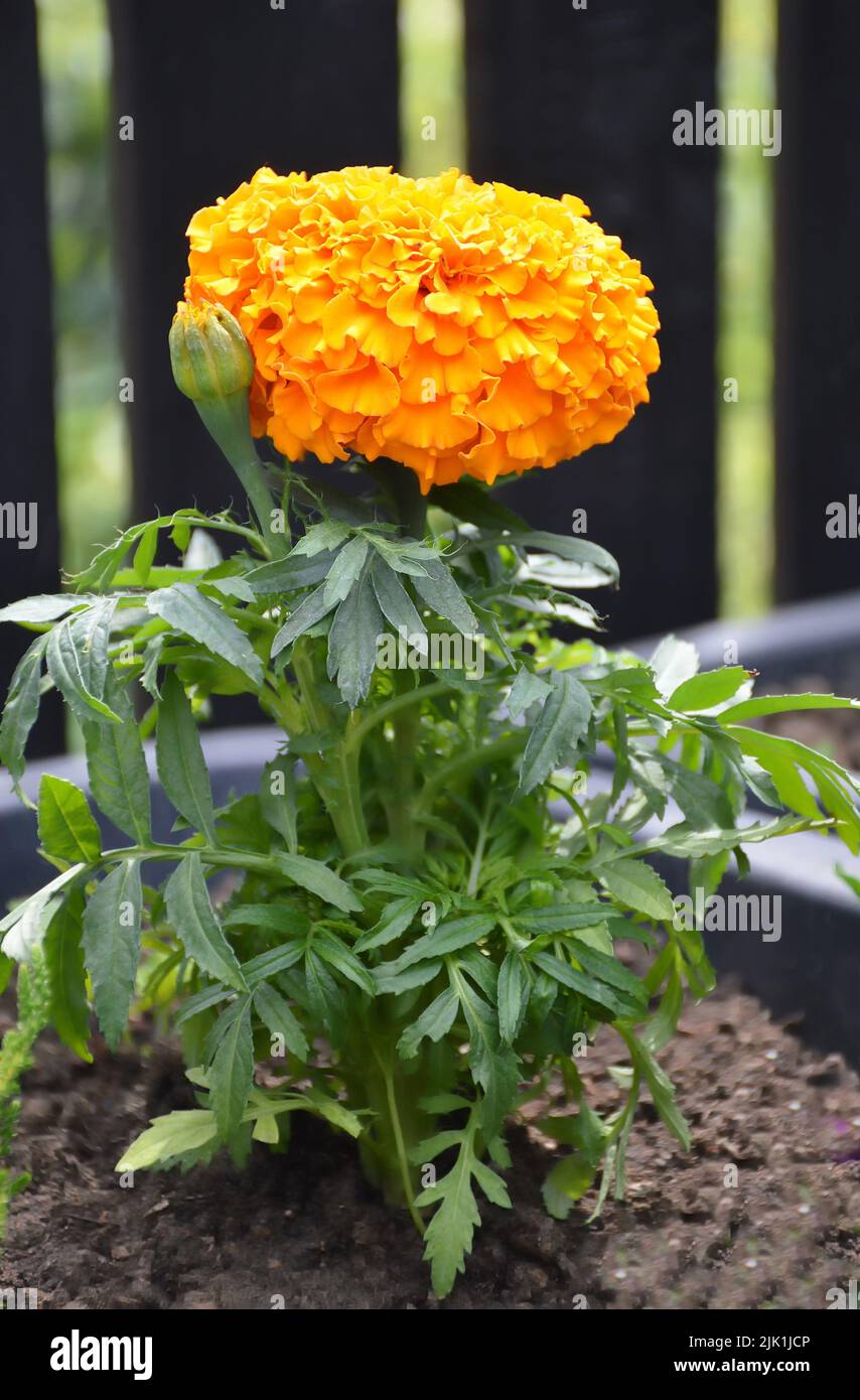 Close up of orange marigold flower plant Stock Photo