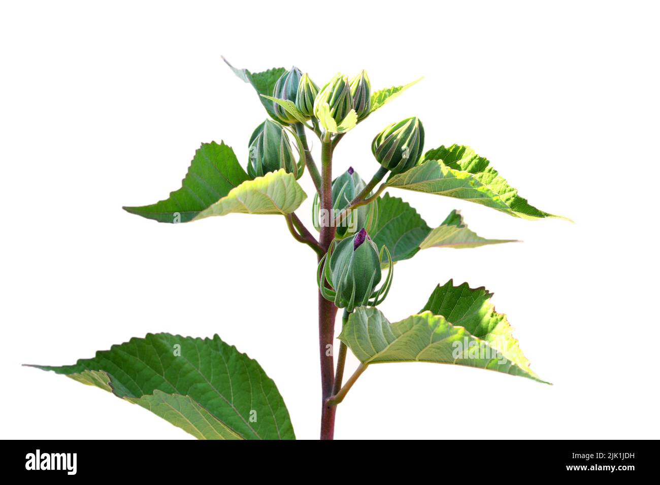 Hibiscus moscheutos buds isolated on white background Stock Photo