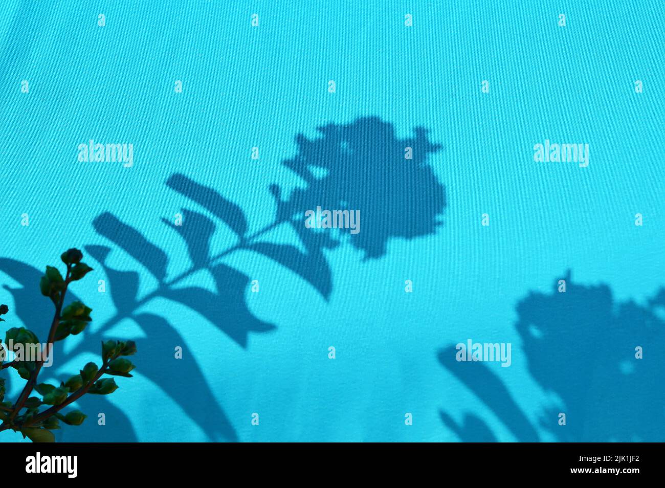 Leaf shadows on a blue fabric background Stock Photo