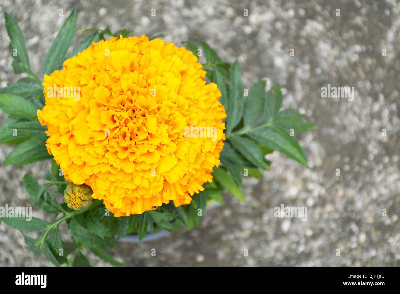 Top view of orange marigold flower plant Stock Photo