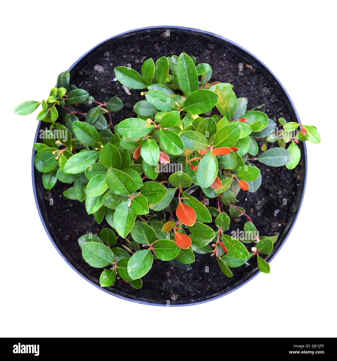 Gaultheria plant in pot isolated on white background Stock Photo