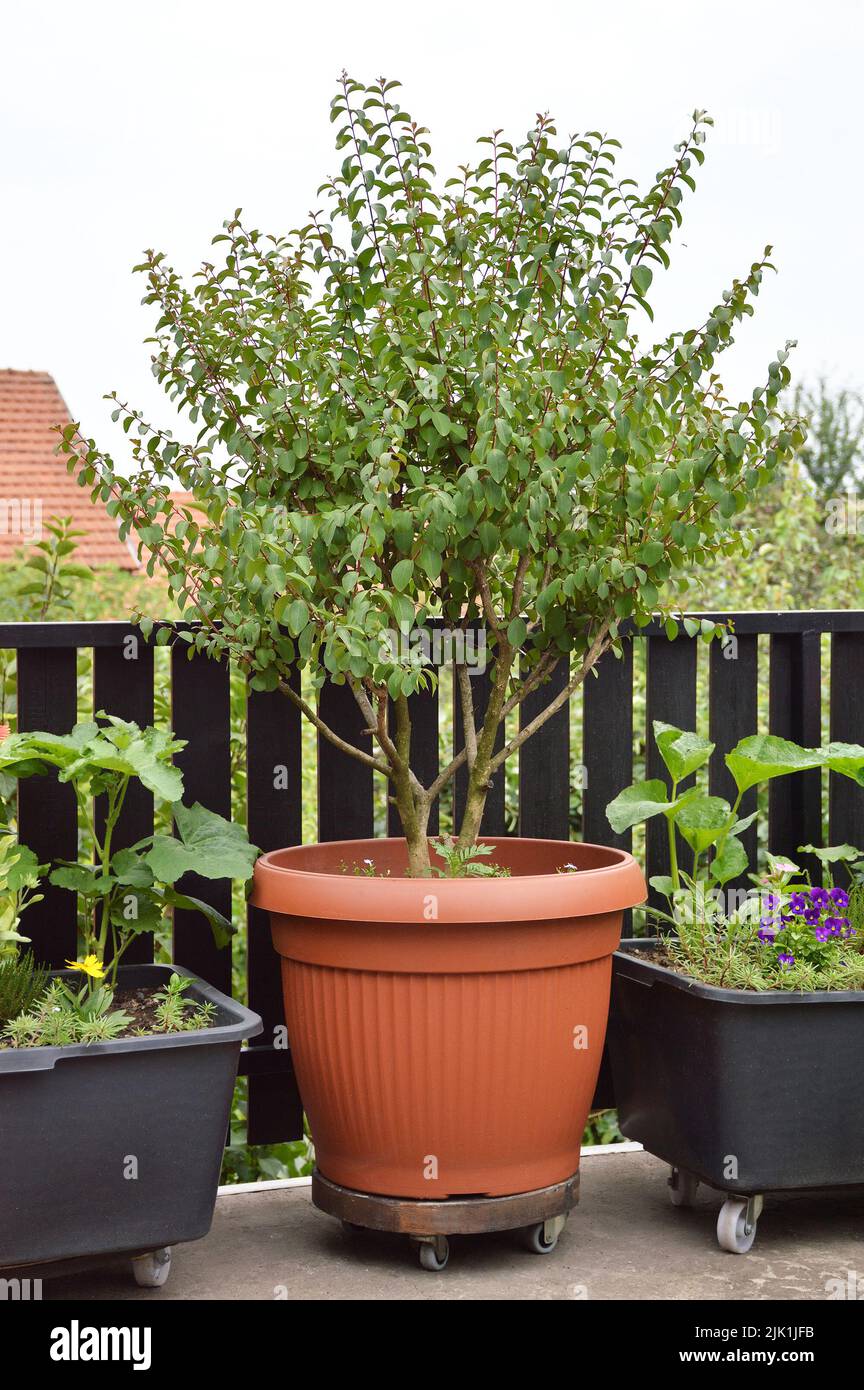 Crepe-myrtle tree in container. Urban garden concept Stock Photo