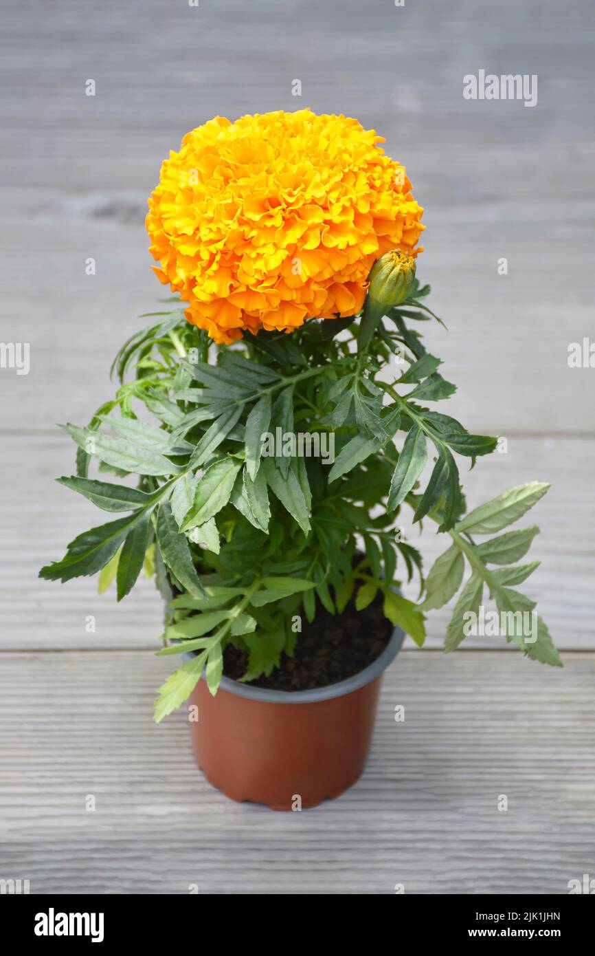 Orange marigold flower plant in pot Stock Photo
