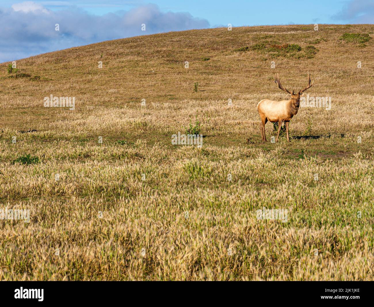 Wild Elk at Point Reyes National Seashore, California Stock Photo