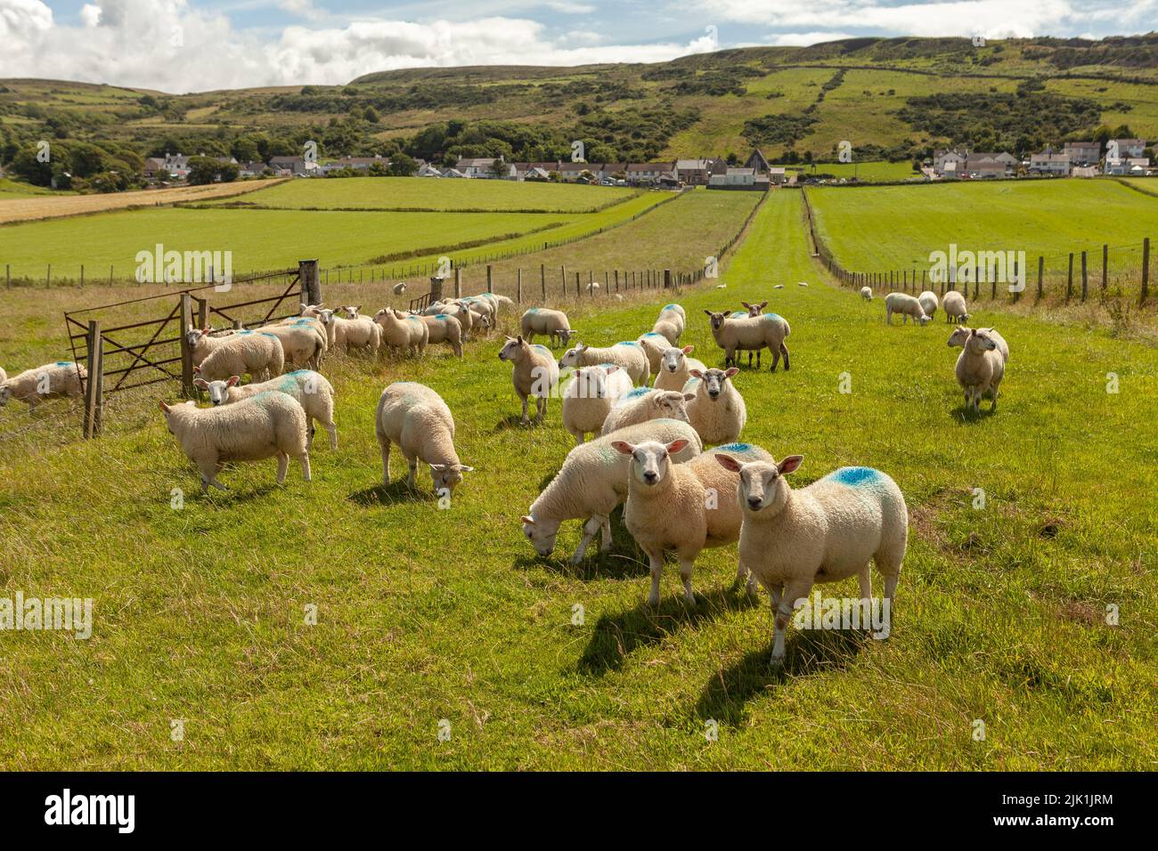 Sheep with blue markings hires stock photography and images Alamy