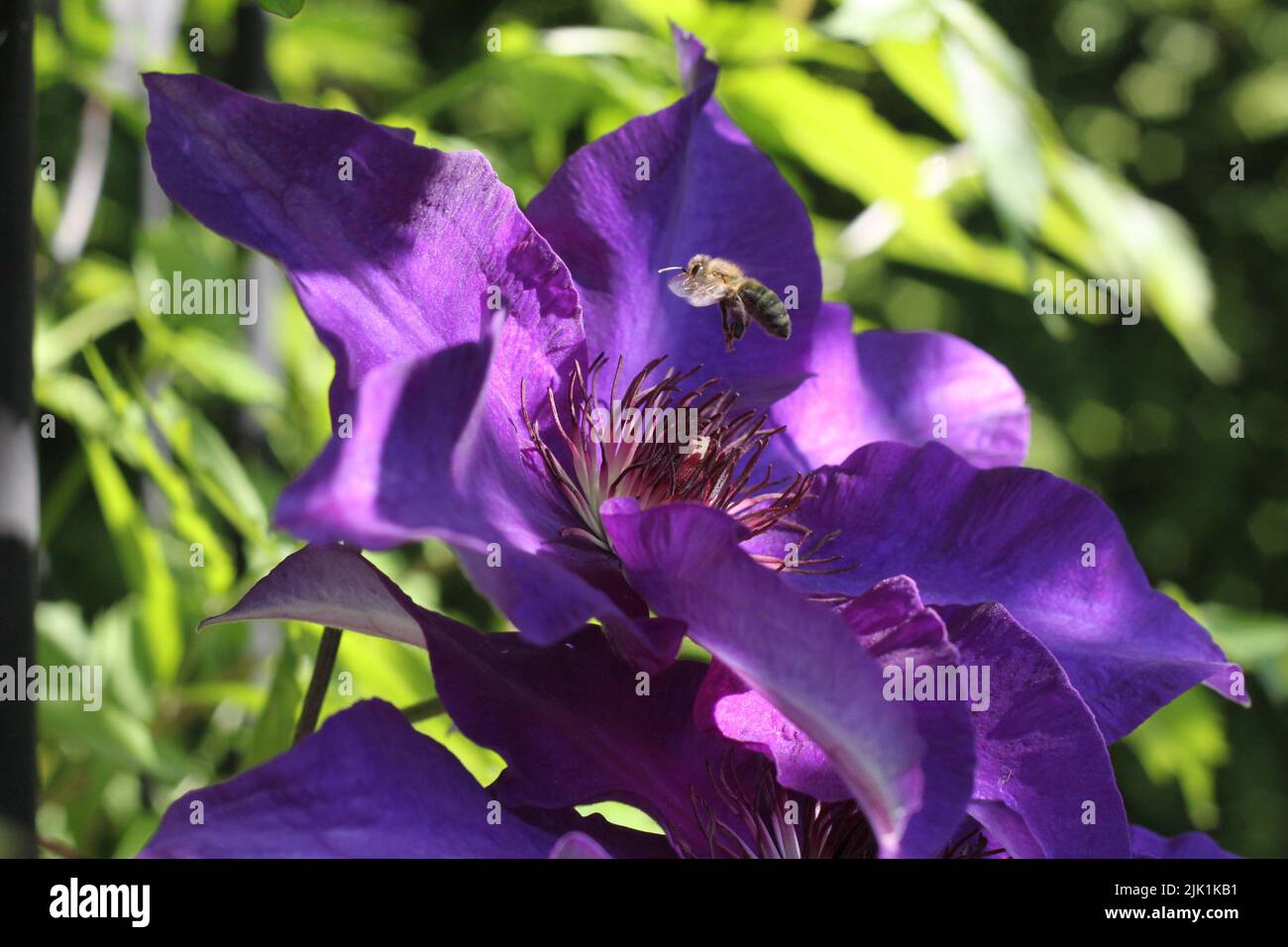 A bumblebee flying to a purple clematis (Clematis viticella) Stock Photo