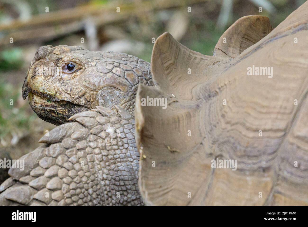 African spurred tortoise (Centrochelys sulcata), close up of head and upper torso Stock Photo