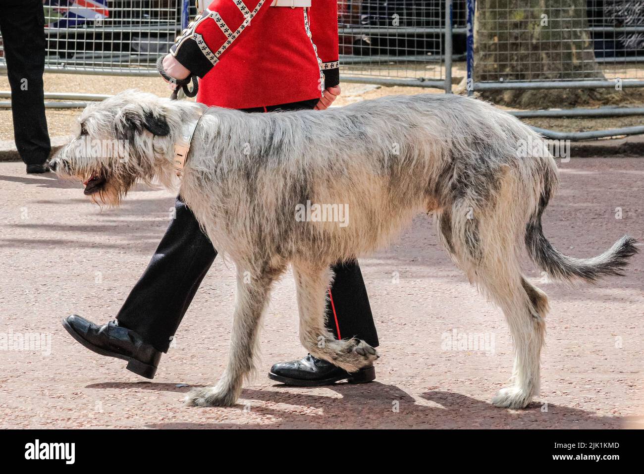 The Irish Guards with their wolf hound mascot march in the Platinum Jubilee Trooping the Colour Parade, London Stock Photo