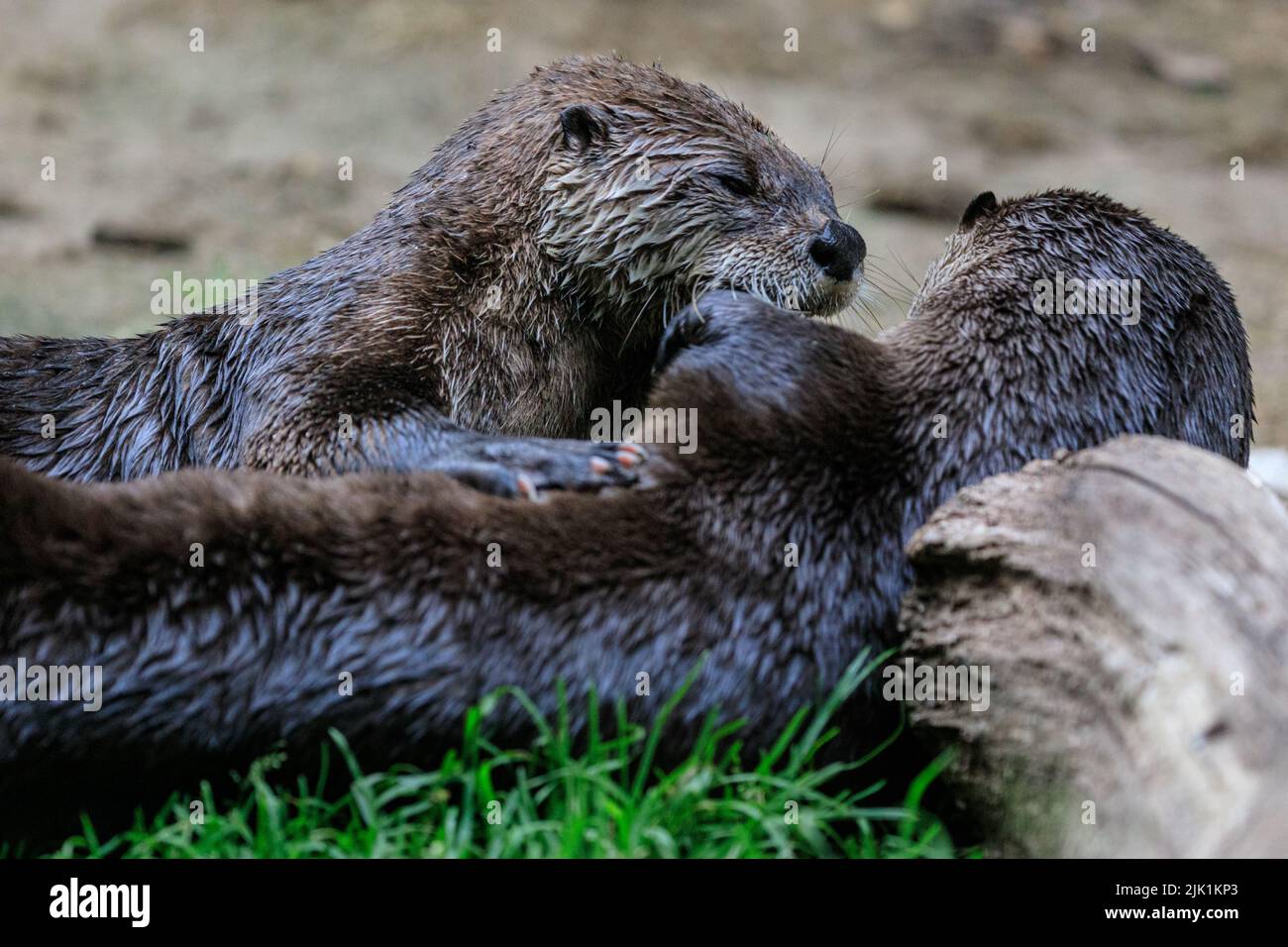 Canadian otters playing, also called North American river otter (Lontra canadensis),  northern river otter and river otter (lutra canadensis)  close u Stock Photo