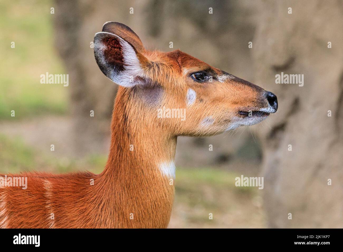 Female sitatunga antelope, or marshbuck (Tragelaphus spekii), close up of head and neck Stock Photo