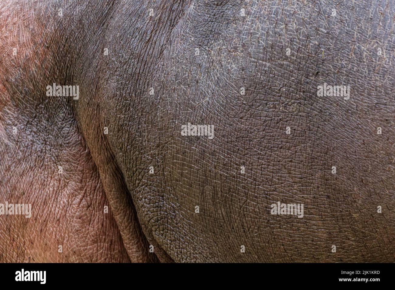 Hippopotamus skin close up, thick, wrinkled hippo skin detail (hippopotamus amphibius) Stock Photo