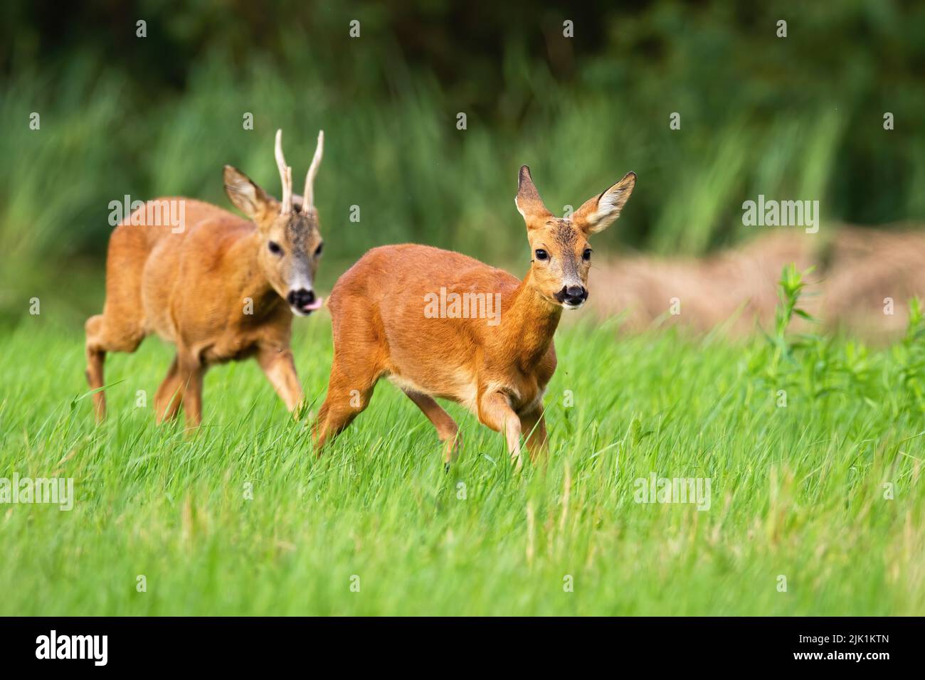 Roe deer following doe on grassland in rutting season Stock Photo