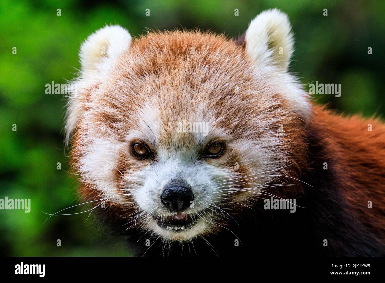 Red panda (Ailurus fulgens) close up, face, exterior Stock Photo