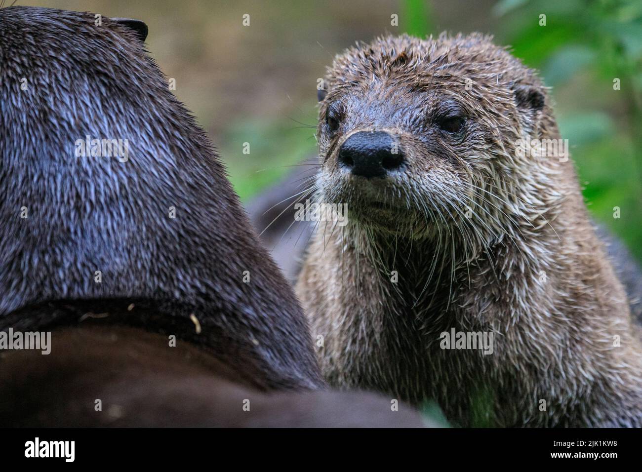 Canadian otter, also called North American river otter (Lontra canadensis),  northern river otter and river otter (lutra canadensis)  close up Stock Photo