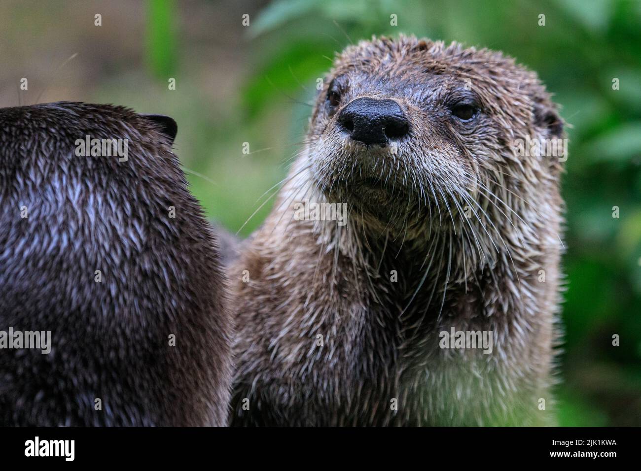 Canadian otters playing, also called North American river otter (Lontra canadensis),  northern river otter and river otter (lutra canadensis)  close u Stock Photo