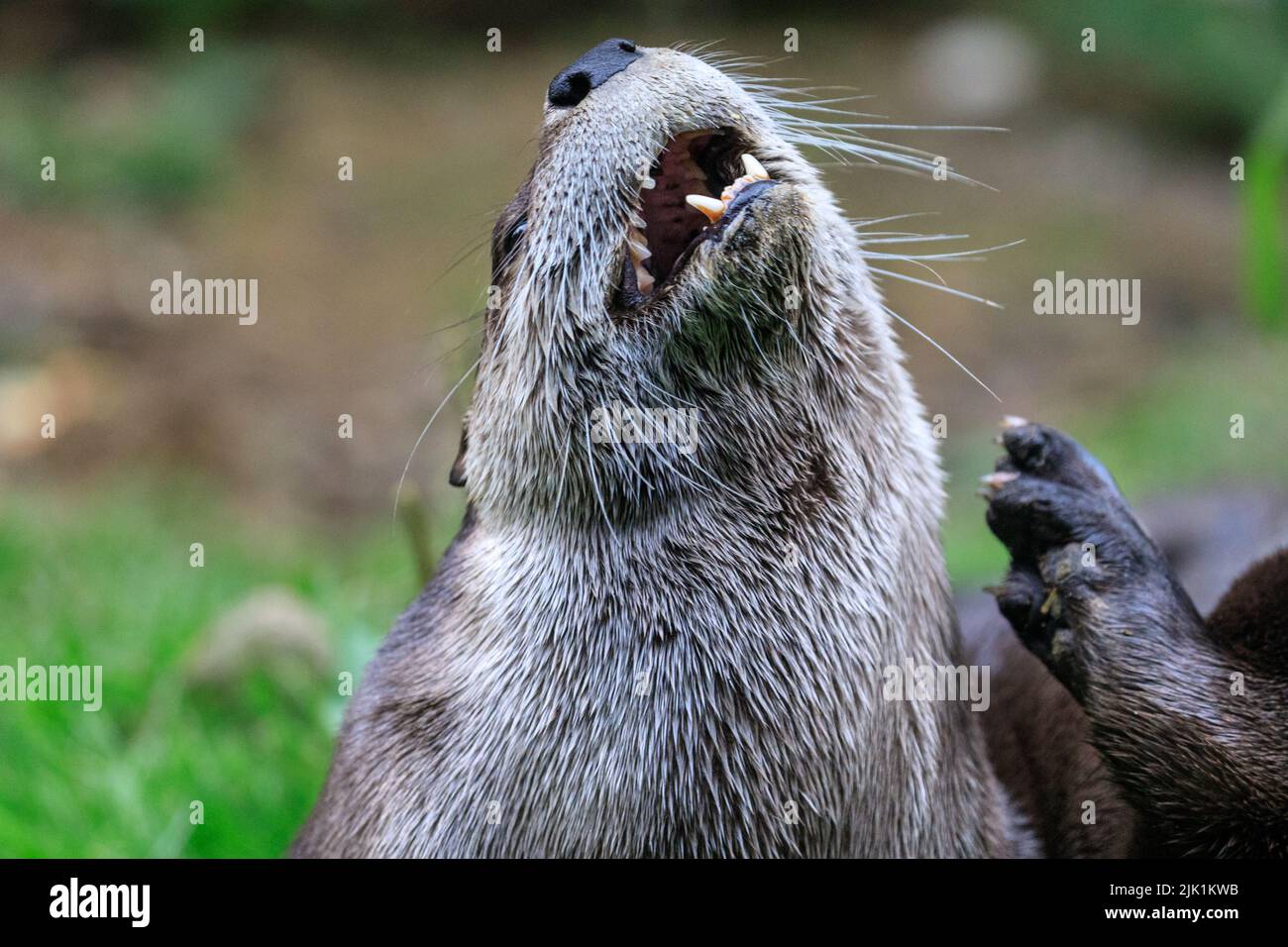 Canadian otter, also called North American river otter (Lontra canadensis),  northern river otter and river otter (lutra canadensis)  close up Stock Photo
