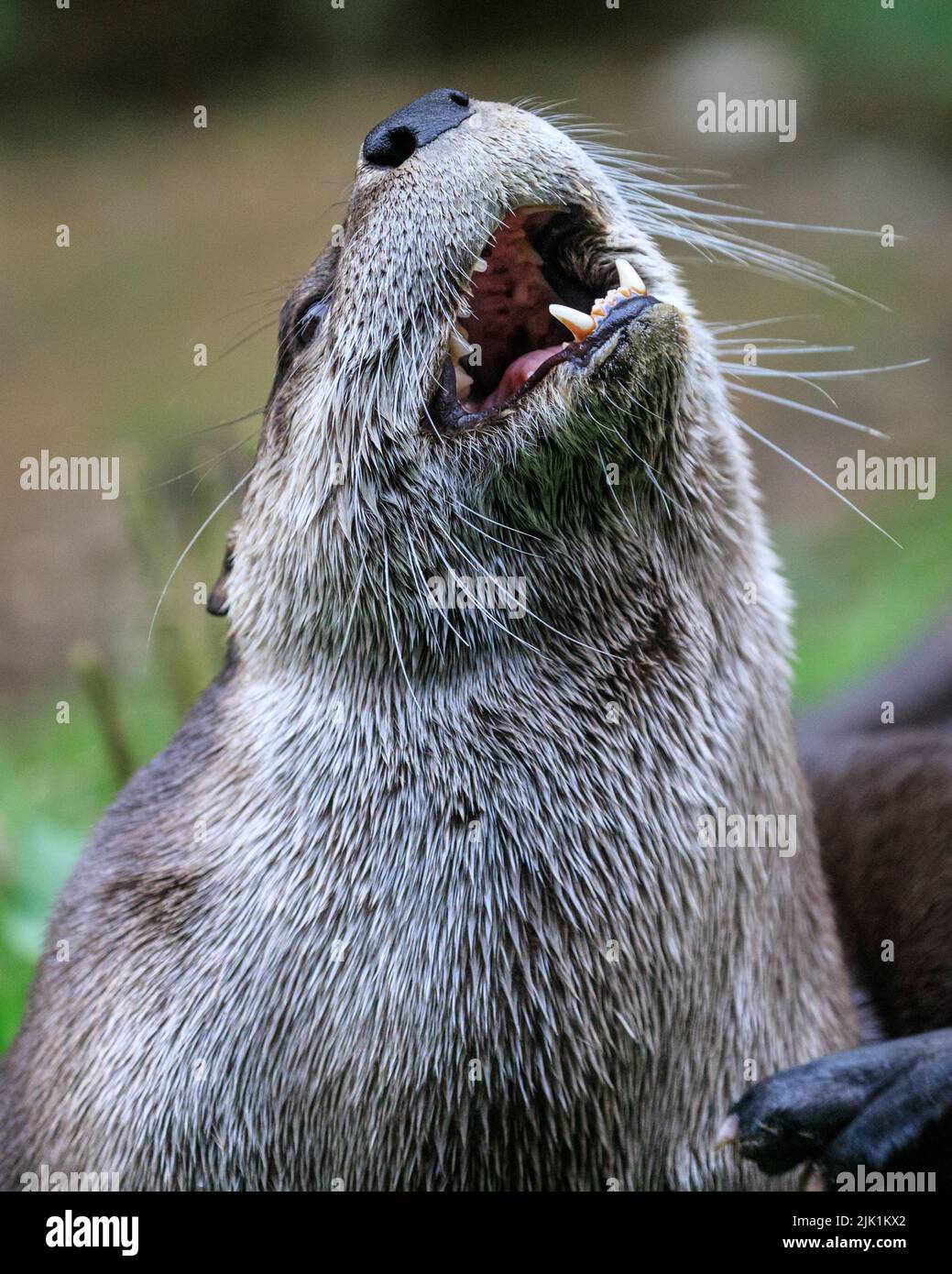 Canadian otter, also called North American river otter (Lontra canadensis), northern river otter and river otter (lutra canadensis) close up Stock Photo