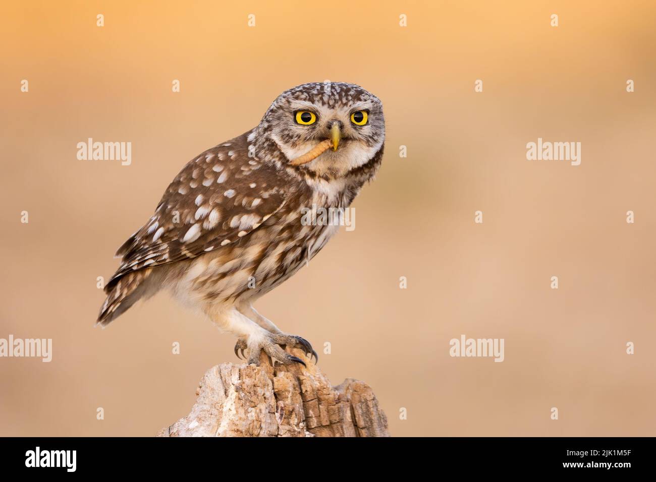 Little owl with larva in beak sitting on stump in autumn Stock Photo