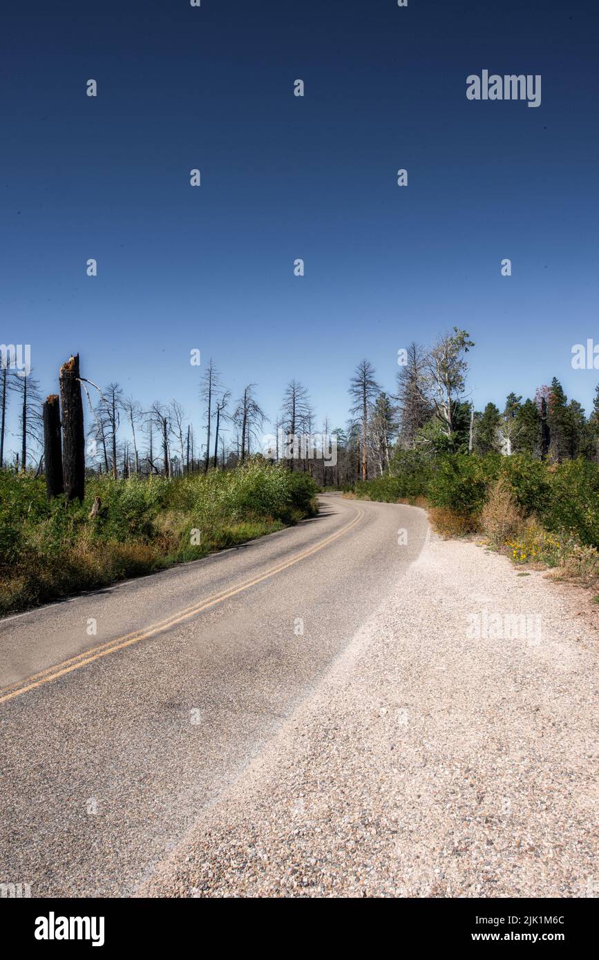 Dry and burned forestland Stock Photo
