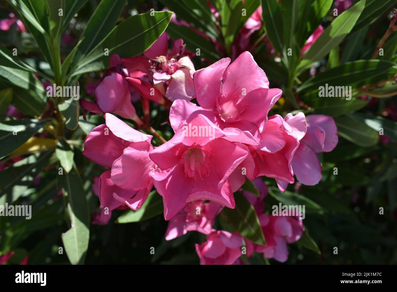 Pink oleander flowers ( latin name  Nerium oleander) , most commonly known as oleander or nerium, is an ornamental shrub. Stock Photo
