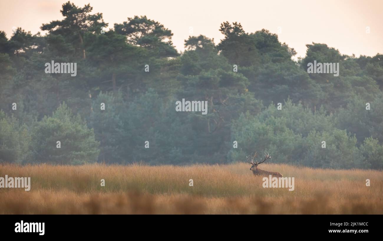 Red deer, cervus elaphus, standing on dry grass in front of forest with copy space. Antlered mammal looking on meadow with woodland in background. Sta Stock Photo