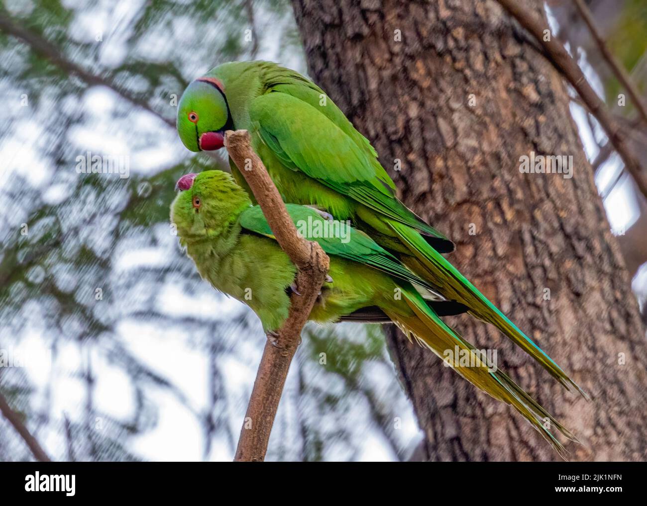 A Pair of parakeet sitting in a romantic mood Stock Photo