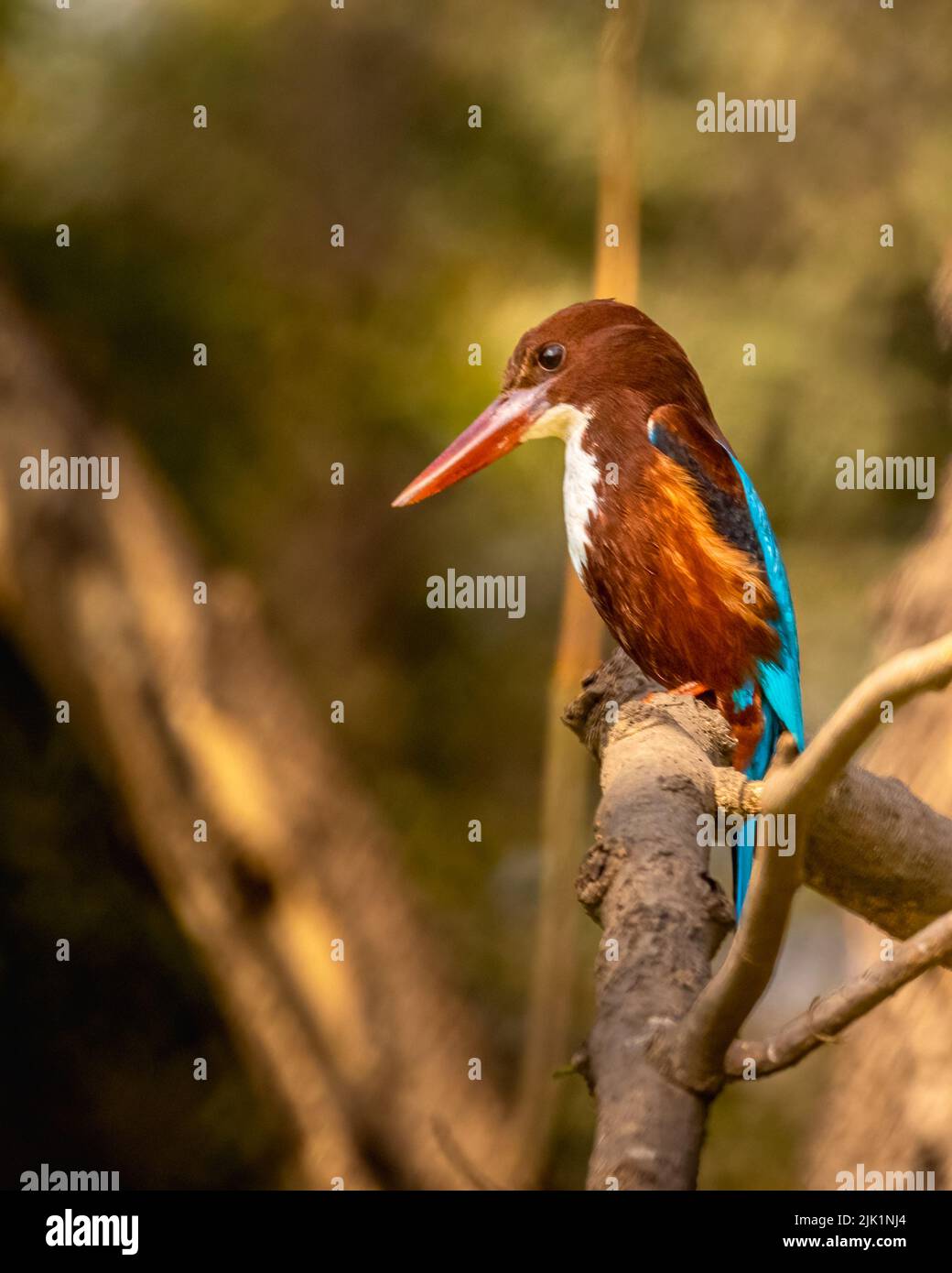 White throated Kingfisher perching on a tree Stock Photo