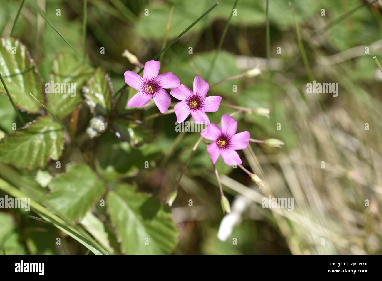 Trio of Three Pink-sorrel (Oxalis articulata) Flowers in a Diagonal Row, Against a Sunlit Green Foliage Background, Taken in June in the UK Stock Photo
