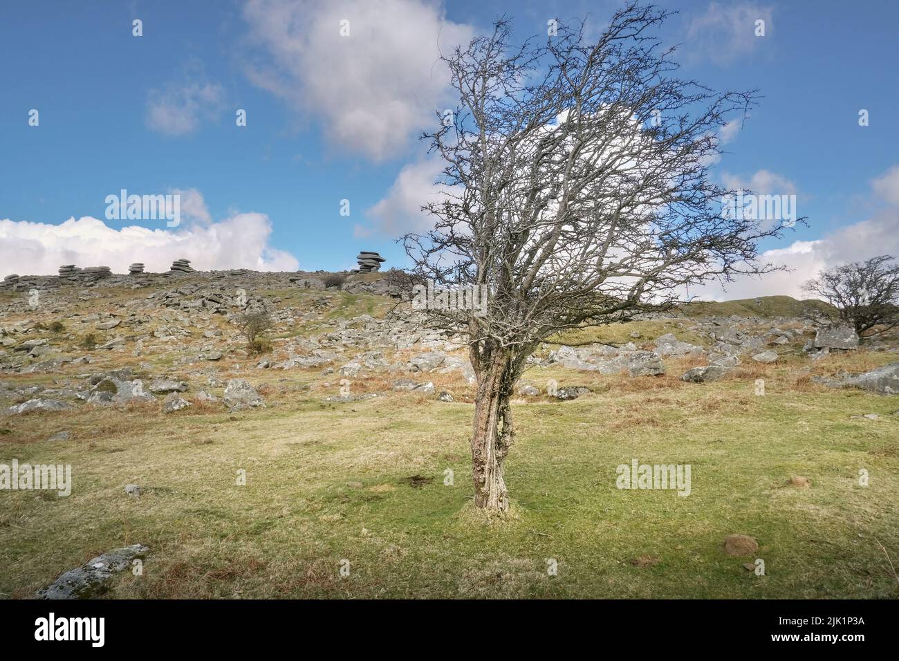 A gnarled and twisted tree growing and surviving on the rugged Bodmin Moor with Stowes Hill in the background in Cornwall. Stock Photo
