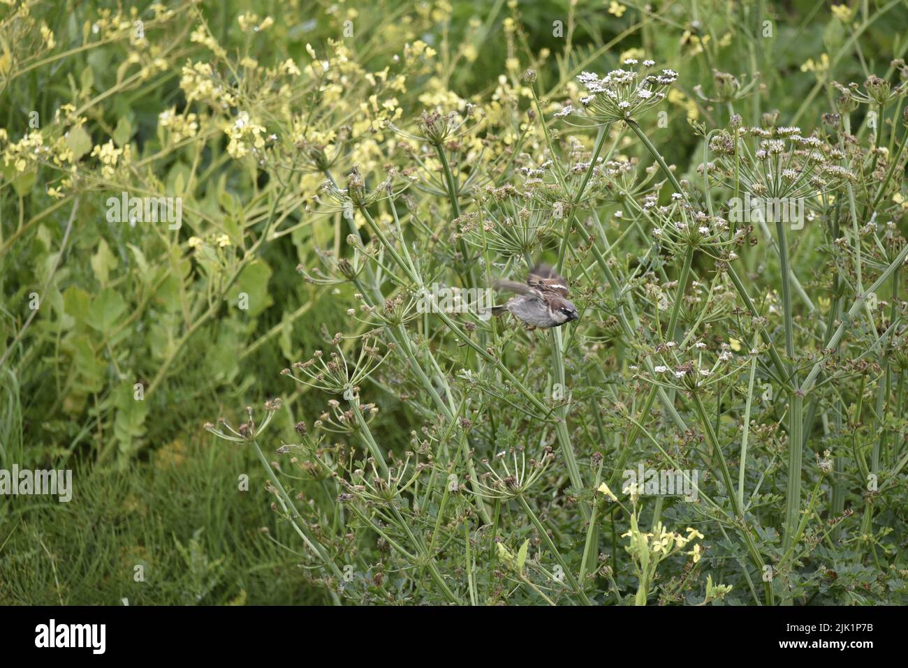 Male House Sparrow (Passer domesticus) Flying Towards Camera from out of a Wild Flower Bank in the Background on the Isle of Man, UK in Spring Stock Photo