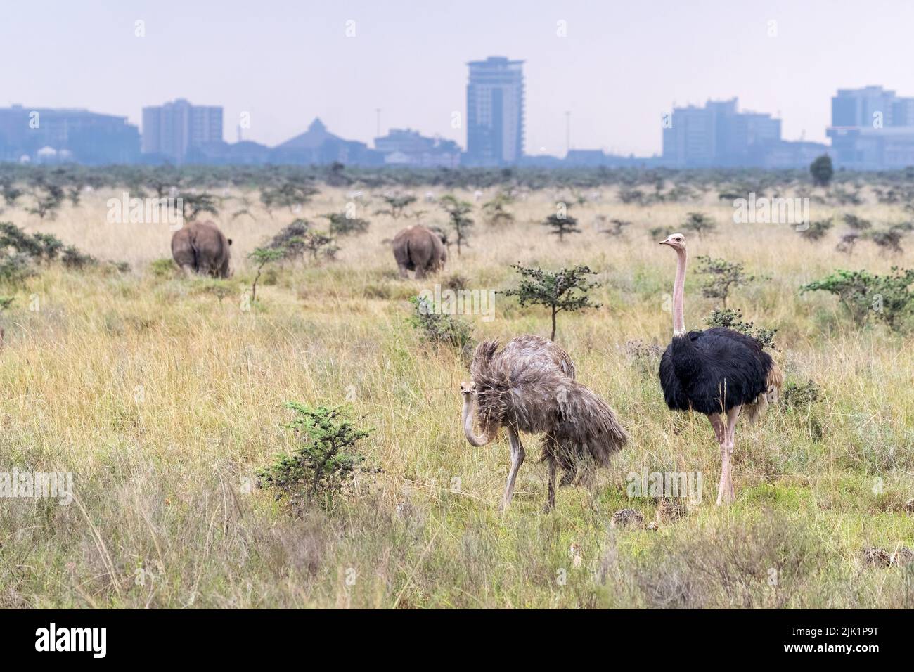 Male and female ostrich pair,  struthio camelus, with two white rhinos, ceratotherium simum, Nairobi National park. The city skyline can be seen in th Stock Photo