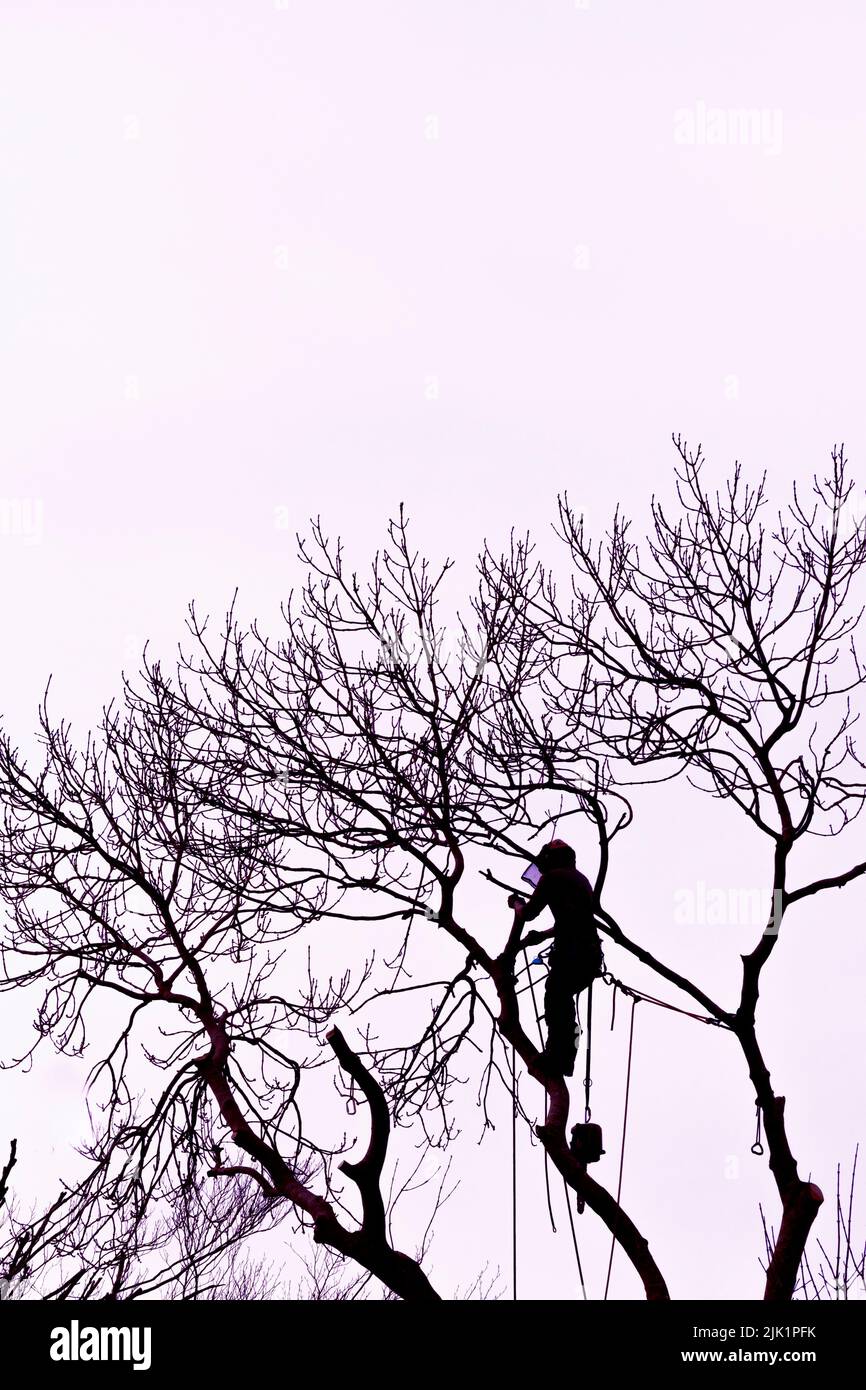 The silhouette of a tree surgeon arborist arboriculturalist climbing a tree. Stock Photo