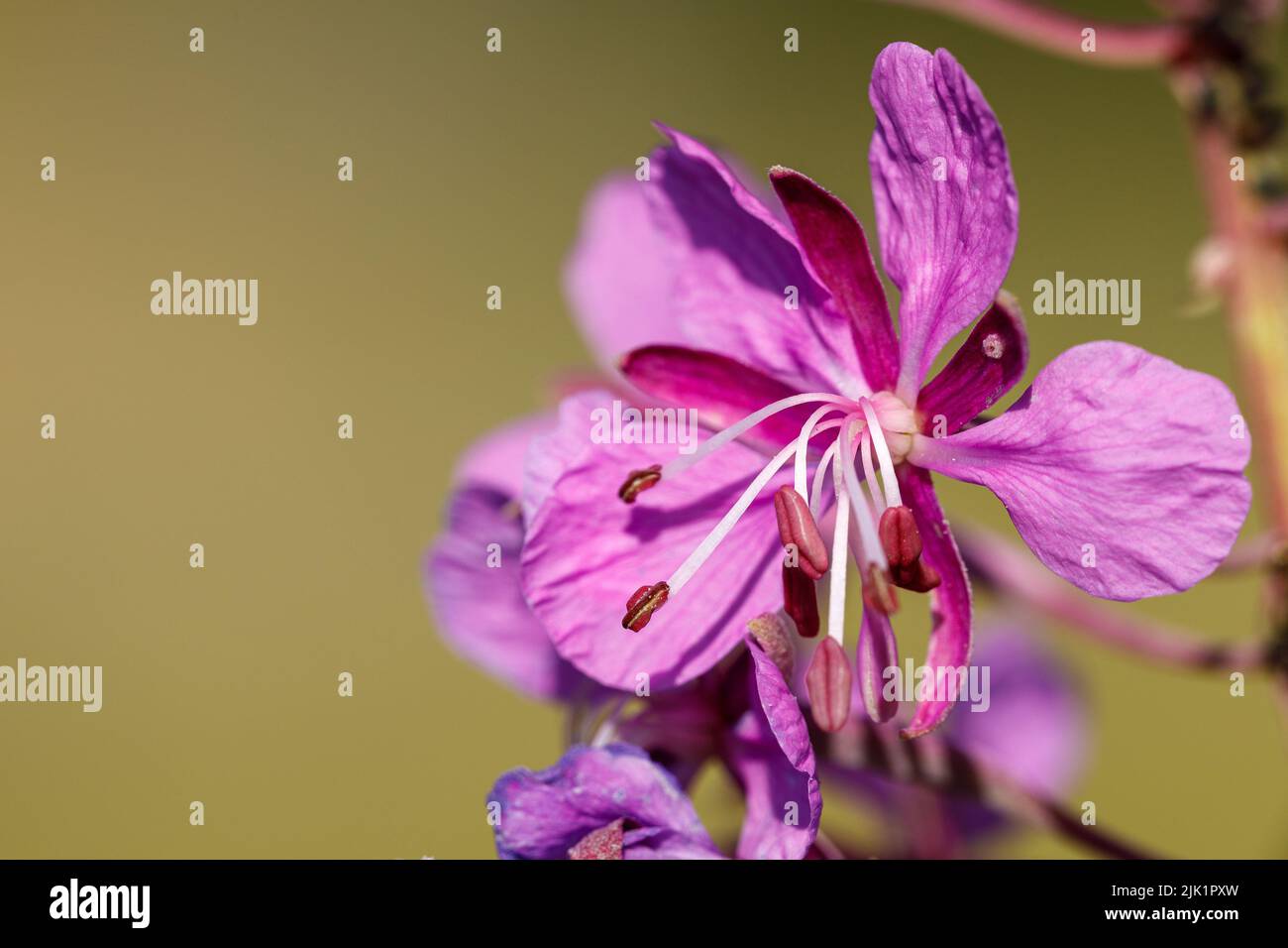 close up of a purple fireweed flower Stock Photo