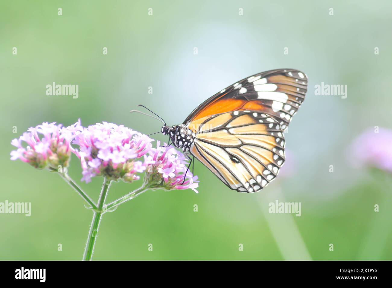 butterfly and Verbena bonariensis flower, Verbena x hybrida Groenl and ...