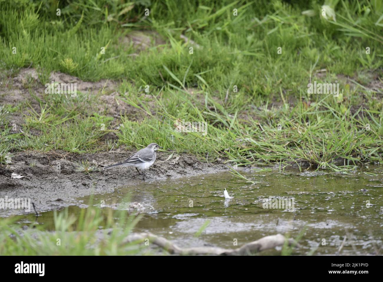 White Wagtail (Motacilla alba) in Right-Profile, Looking Towards Green Water in Foreground of Image, with a Grassy Bank Background in June in the UK Stock Photo
