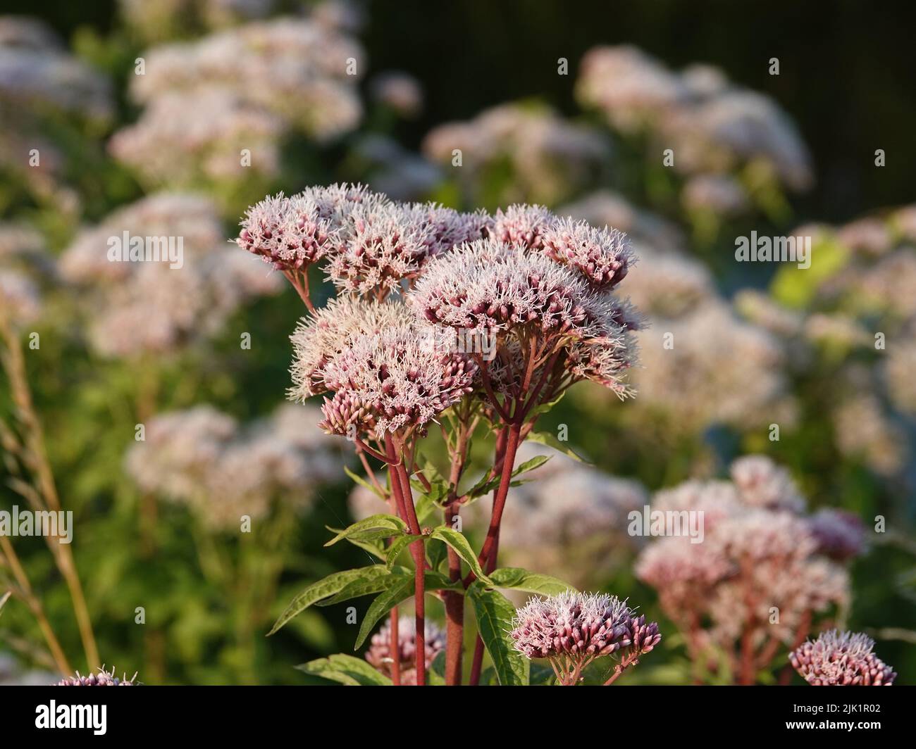 Eupatorium cannabinum, commonly known as hemp-agrimony or holy rope. It is used in the European traditional medicine against colds and as a laxative. Stock Photo
