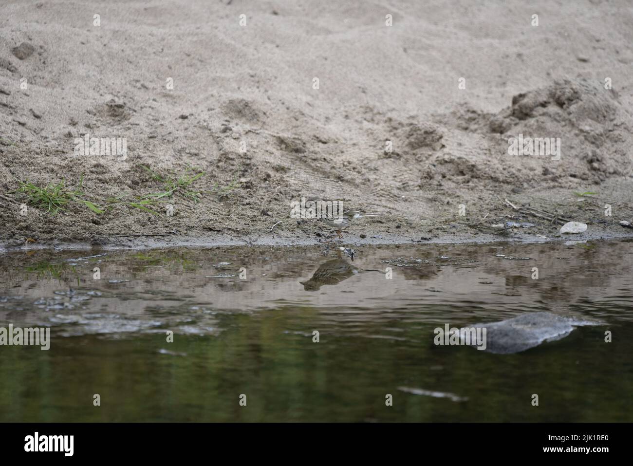 Meadow Pipit (Anthus pratensis) Camouflaged Against a Sandy Bank Background, Reflected in the Foreground Water, Walking in Left-Profile in the UK Stock Photo