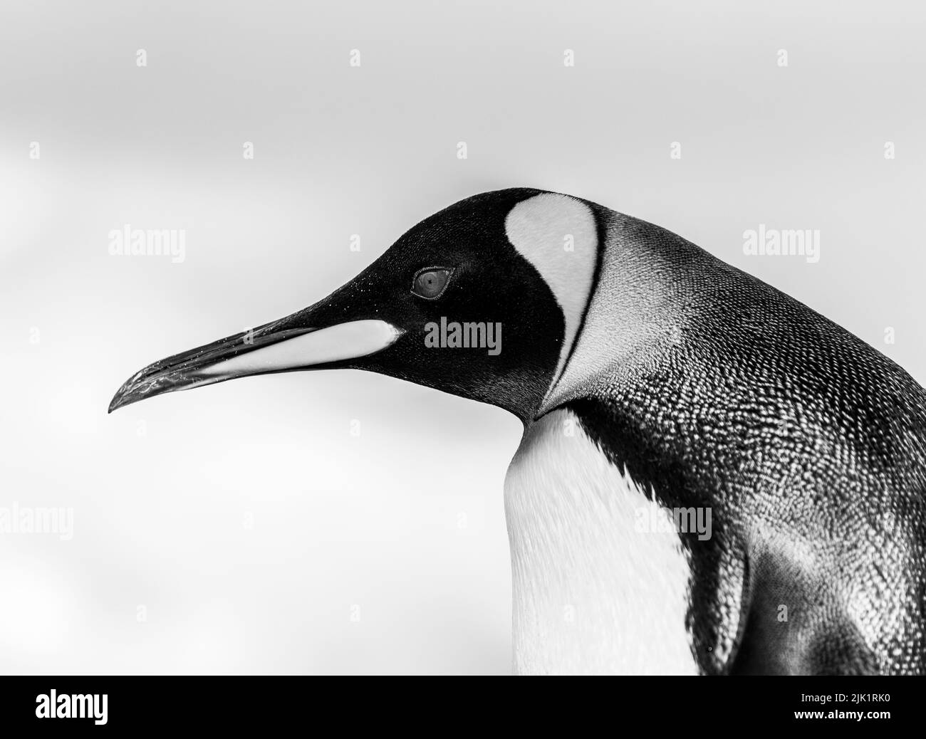 The king penguin (Aptenodytes patagonicus) is the 2nd largest species of penguin and breeds at several locations in the Falkland Islands Stock Photo