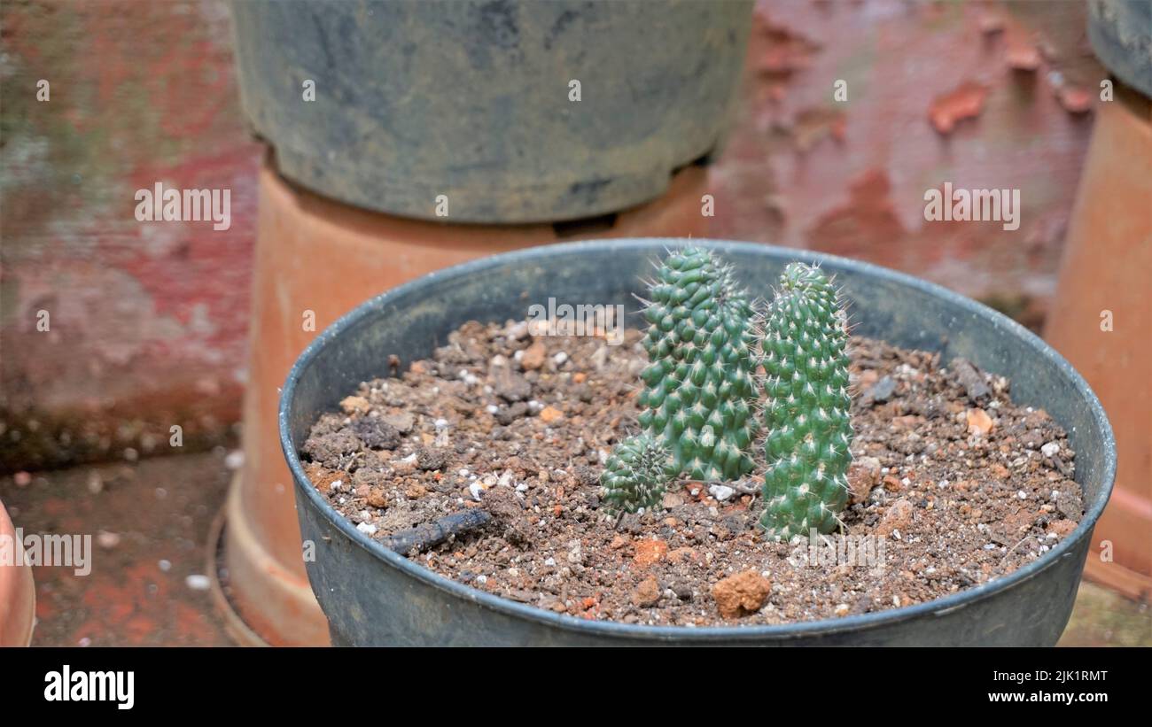 Beautiful indoor cactus pot plants of Austrocylindropuntia subulata from a nursery garden. Also known as eves pin and eves needle. Stock Photo