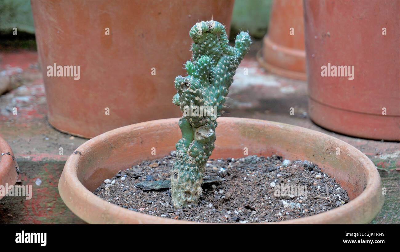 Beautiful indoor cactus pot plants of Austrocylindropuntia subulata from a nursery garden. Also known as eves pin and eves needle. Stock Photo