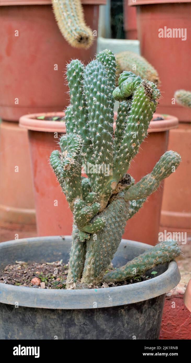 Beautiful indoor cactus pot plants of Austrocylindropuntia subulata from a nursery garden. Also known as eves pin and eves needle. Stock Photo