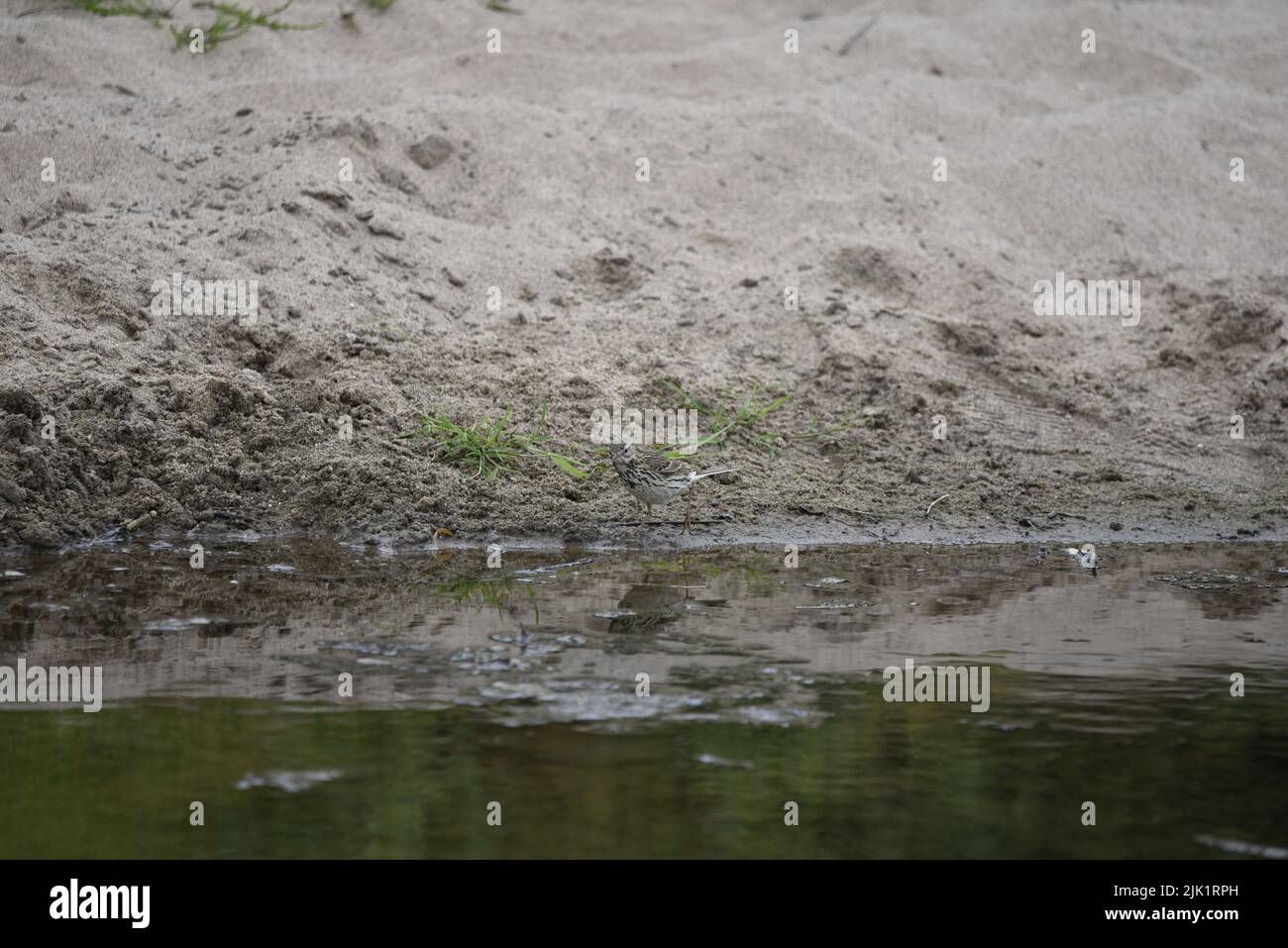 Image of a Meadow Pipit (Anthus pratensis) Standing on a Sandy Bank River Shoreline Facing Camera, Reflected in Water Below, on the Isle of Man, UK Stock Photo