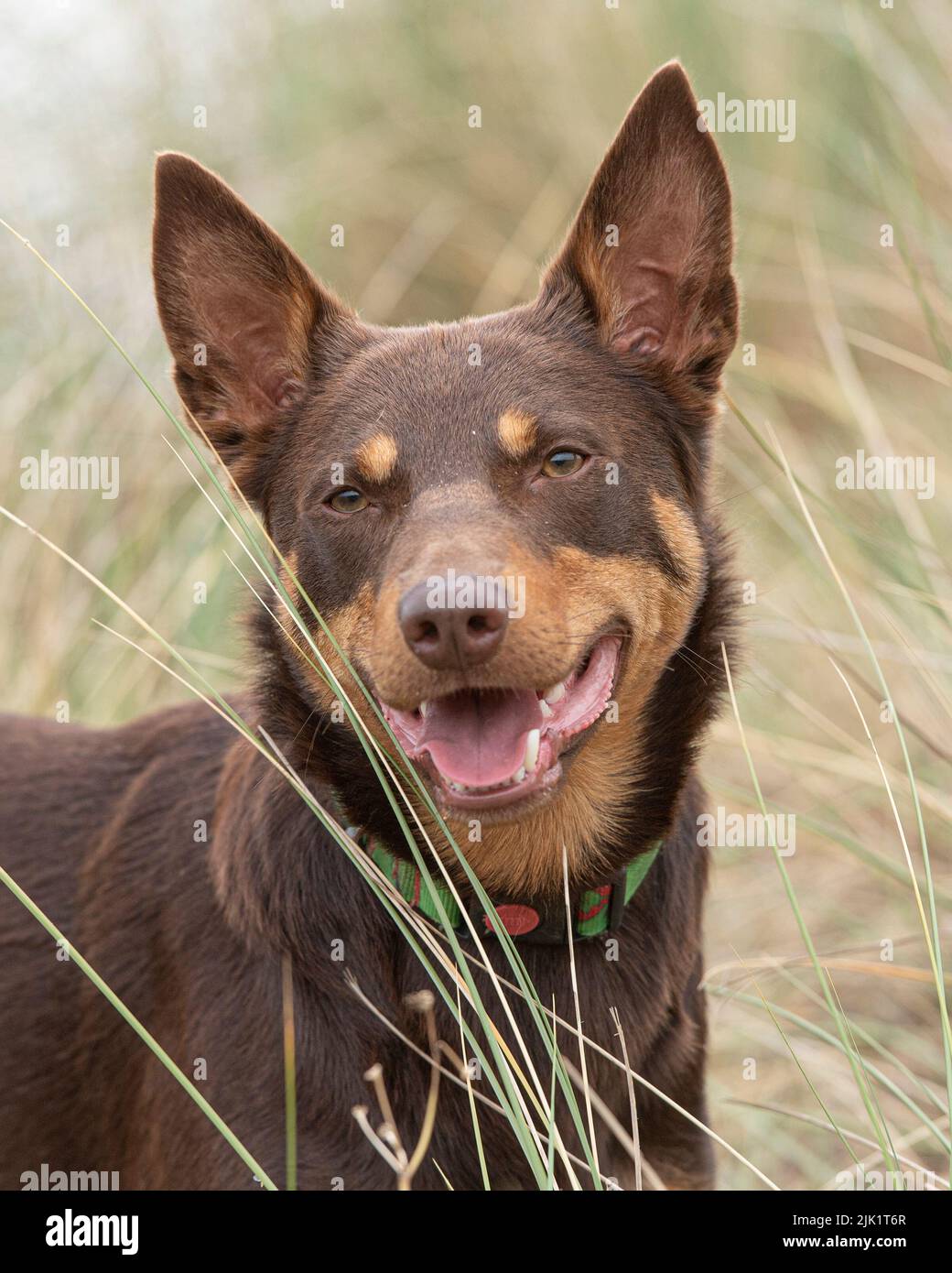 Kelpie dog 2024