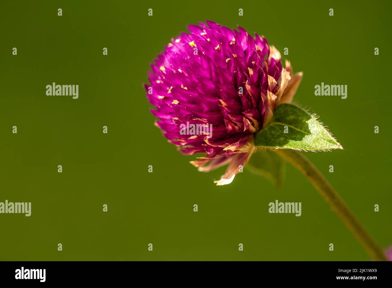 Allium sphaerocephalon flowers in bloom are purple, round in shape with a blurry green foliage background Stock Photo