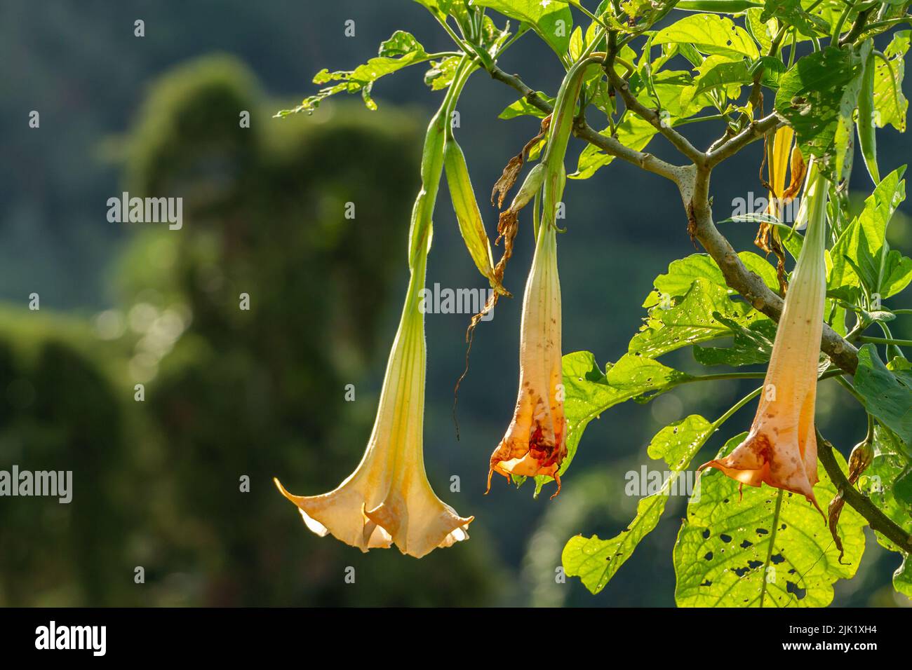 The flowers of the Datura Metel plant that are in bloom are a combination of ivory and orange, growing in the yard for decoration Stock Photo