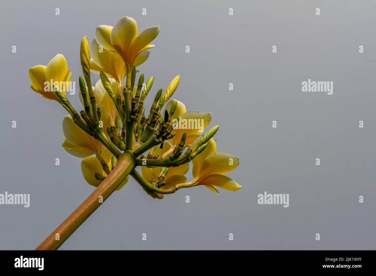 Frangipani flowers that are blooming are a combination of yellow and ivory white, isolated on a clear sky Stock Photo